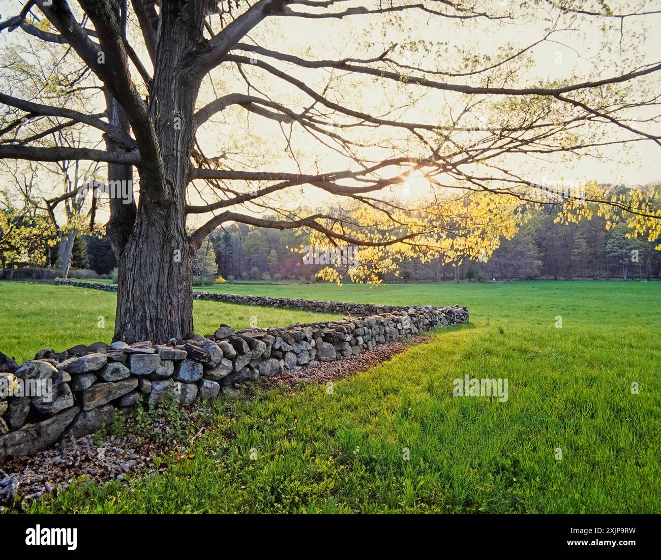 Die Frühlingsszene mit einem großen Baum mit lebhaftem Frühlingslaub steht neben einer Steinmauer in einem ländlichen Feld. Die Sonne geht in der Ferne unter und wirft ein W Stockfoto