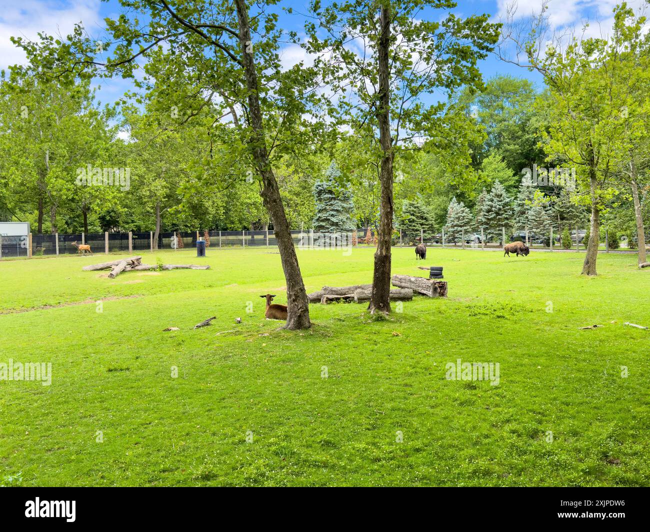 Bergen County Zoological Park im Van Saun County Park in New Jersey, 10. Juli 2024 Stockfoto