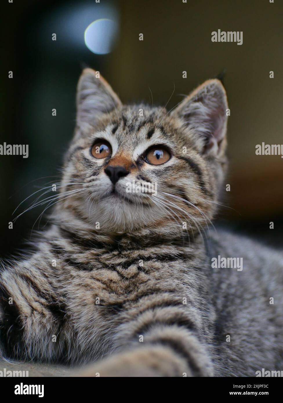 Gesichtsausdruck einer Katze mit gestreiftem Fell mit verschwommenem Hintergrundeffekt aus der Linse Stockfoto