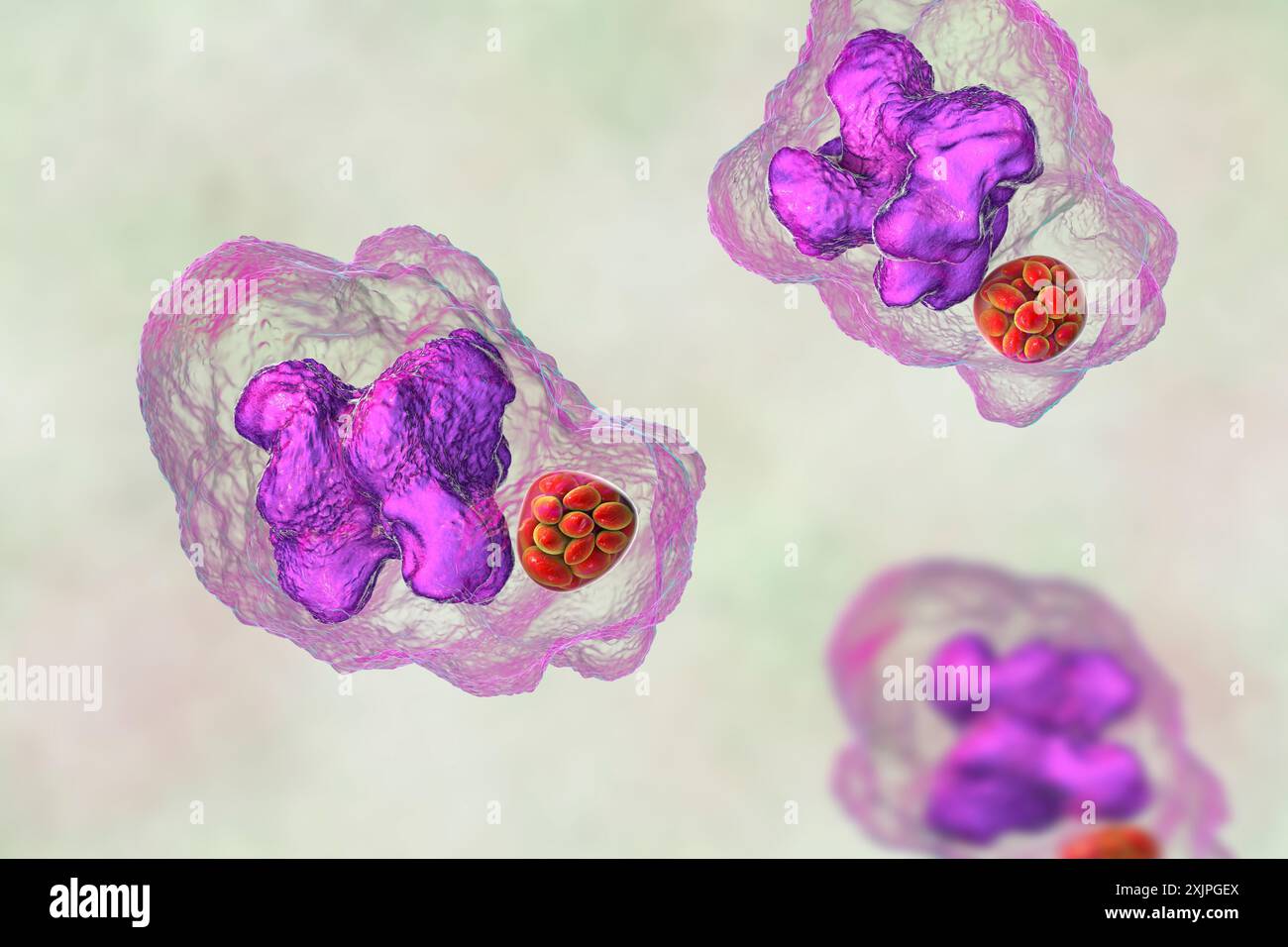 Abbildung von Ehrlichia-Bakterien-Morula in Makrophagen, assoziiert mit Ehrlichiose, einer durch Zecken übertragenen Infektionskrankheit. Stockfoto