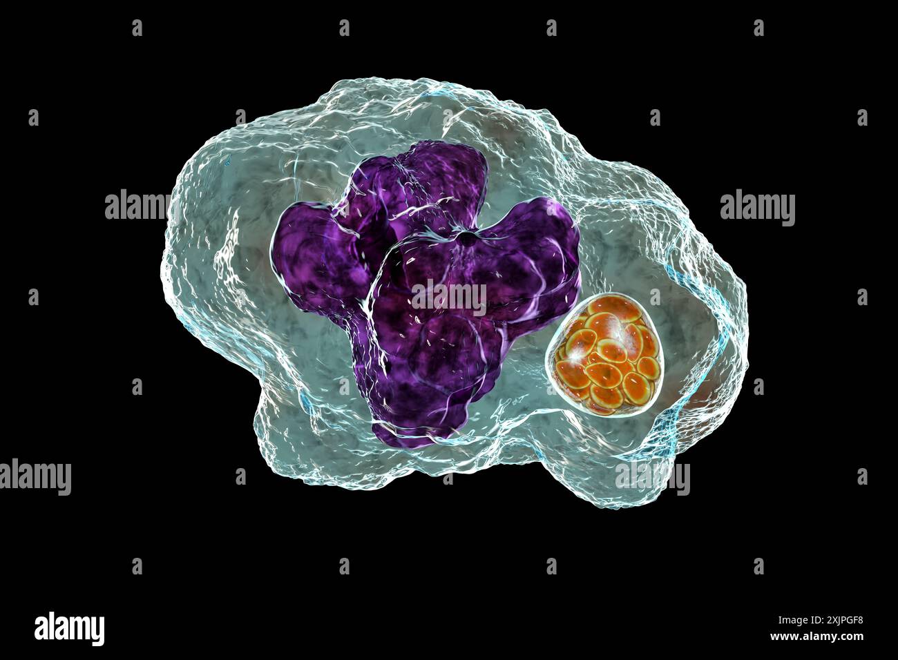 Abbildung von Ehrlichia-Bakterien-Morula in Makrophagen, assoziiert mit Ehrlichiose, einer durch Zecken übertragenen Infektionskrankheit. Stockfoto