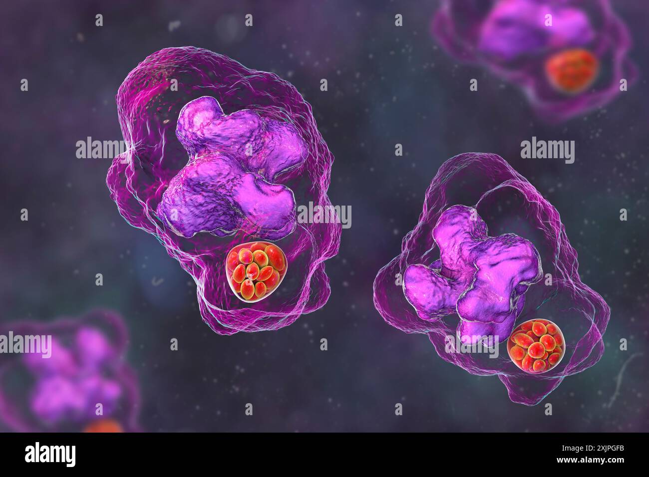 Abbildung von Ehrlichia-Bakterien-Morula in Makrophagen, assoziiert mit Ehrlichiose, einer durch Zecken übertragenen Infektionskrankheit. Stockfoto