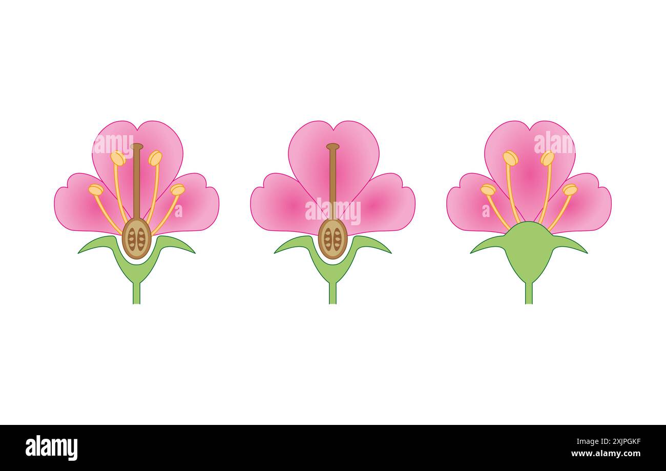 Blumenarten, Illustration. Stockfoto