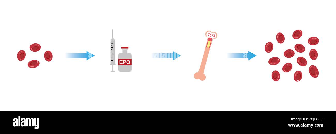 Erythropoetin, Illustration. Stockfoto