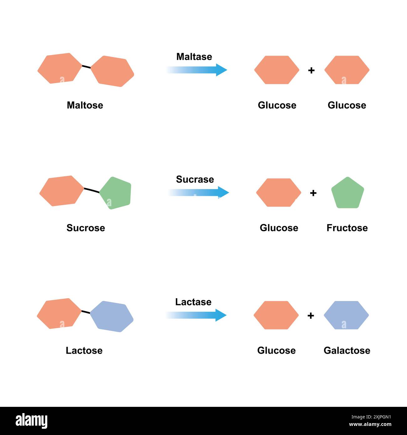 Maltase-, Sucrase- und Lactase-Enzymfunktionen, Illustration. Stockfoto