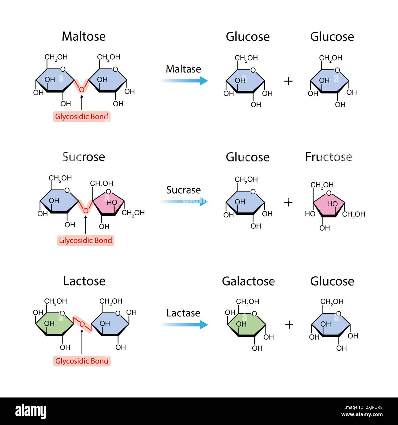 Maltase-, Sucrase- und Lactase-Enzymfunktionen, Illustration. Stockfoto