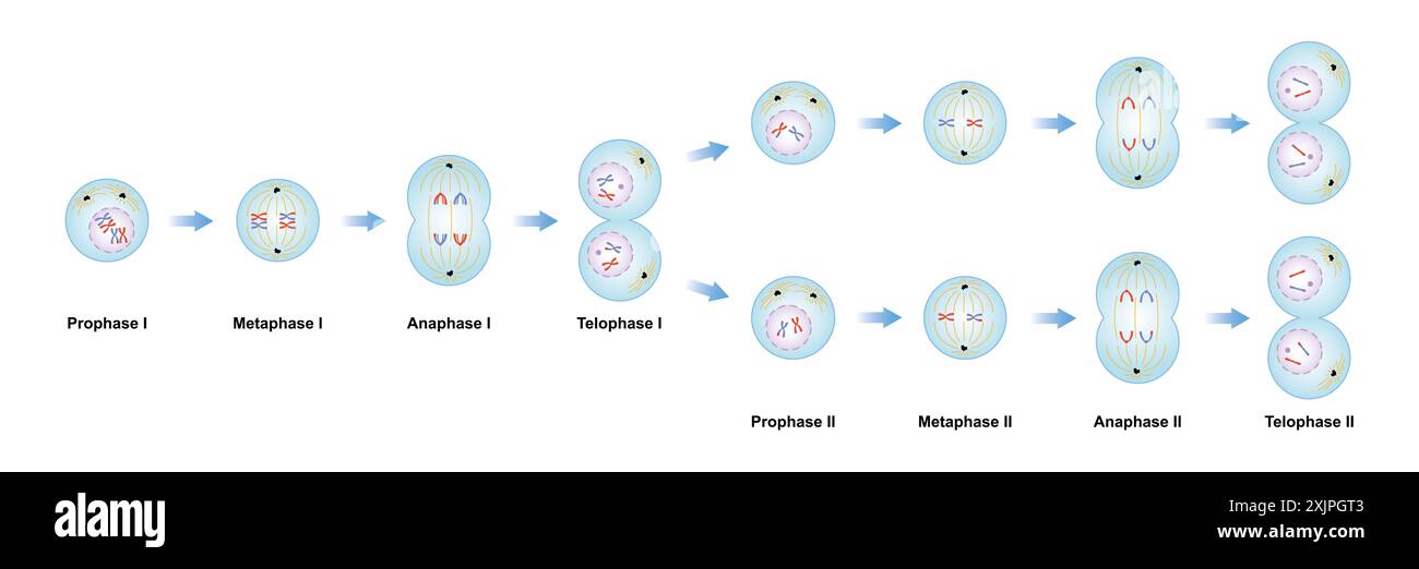 Meiosephasen, Illustration. Stockfoto