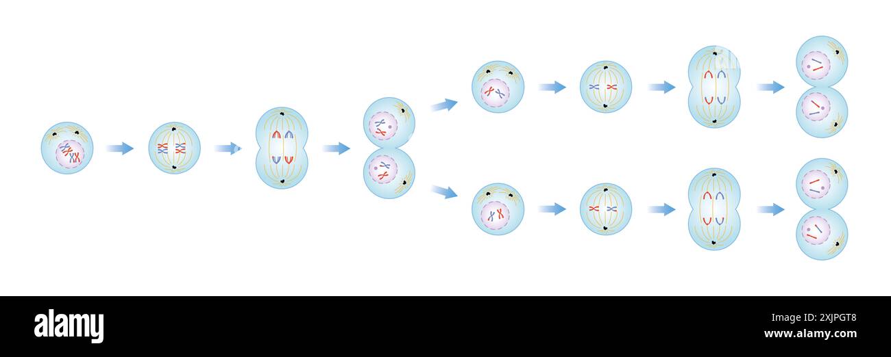 Meiosephasen, Illustration. Stockfoto