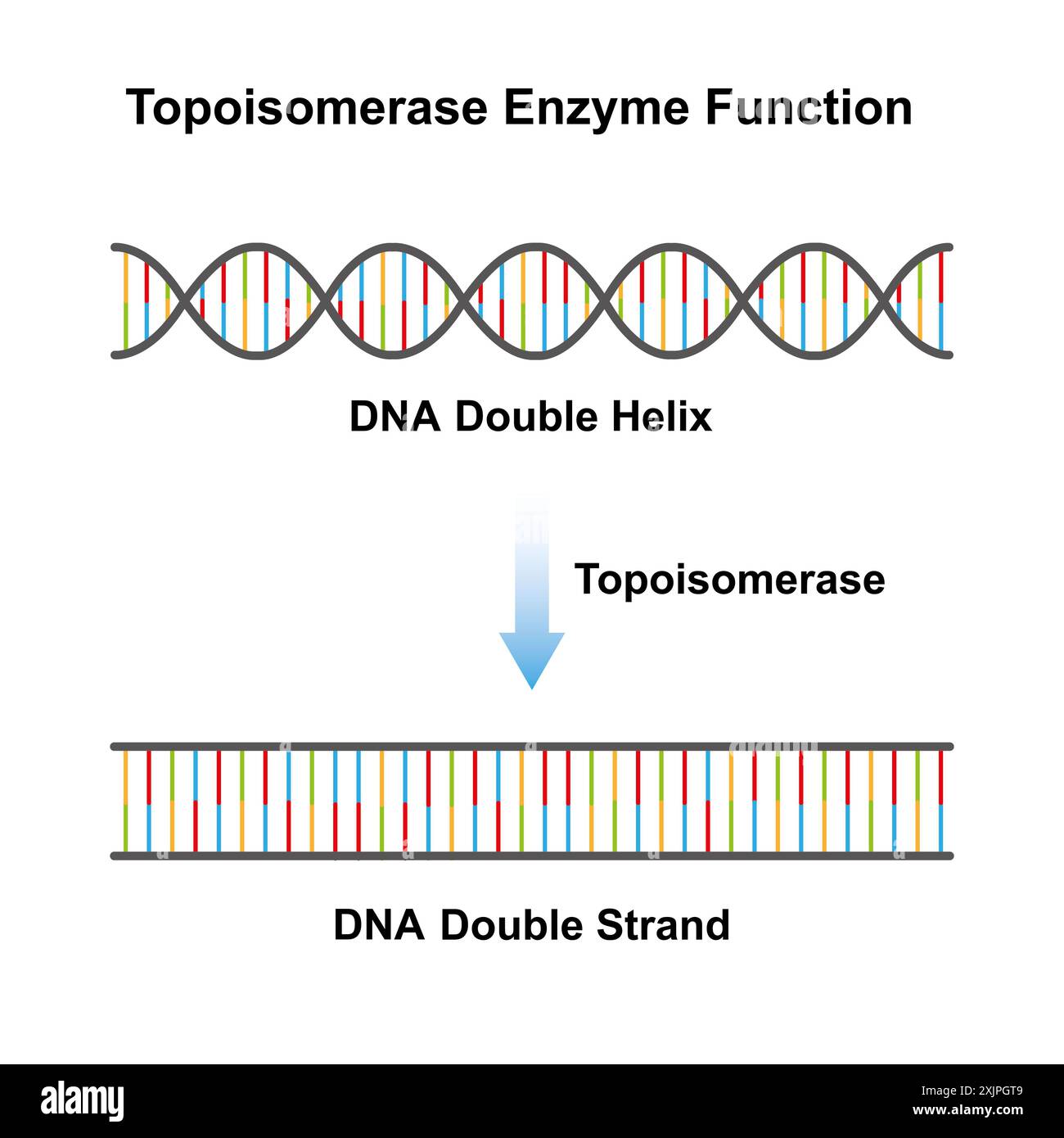 Topoisomerase-Enzymfunktion, Illustration. Stockfoto