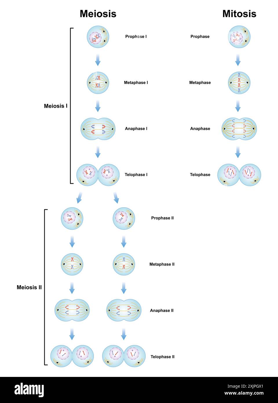 Meiose- und Mitosephasen, Illustration. Stockfoto