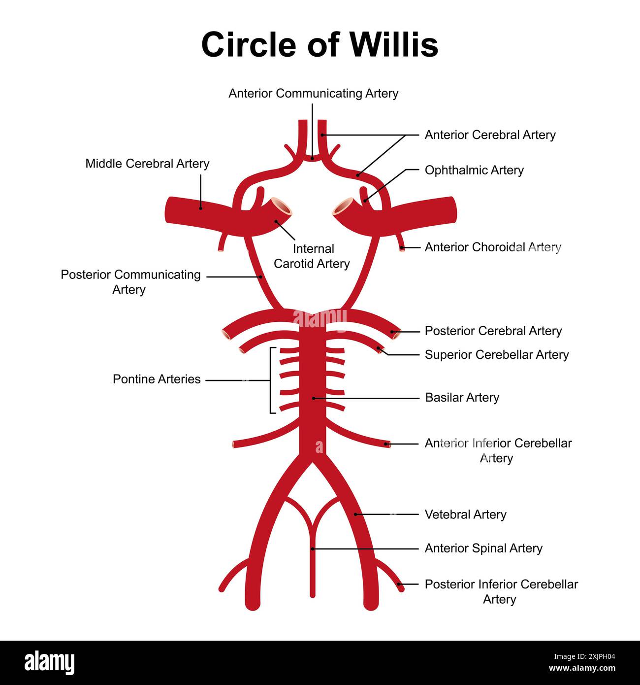 Circle of Willis, Illustration. Stockfoto