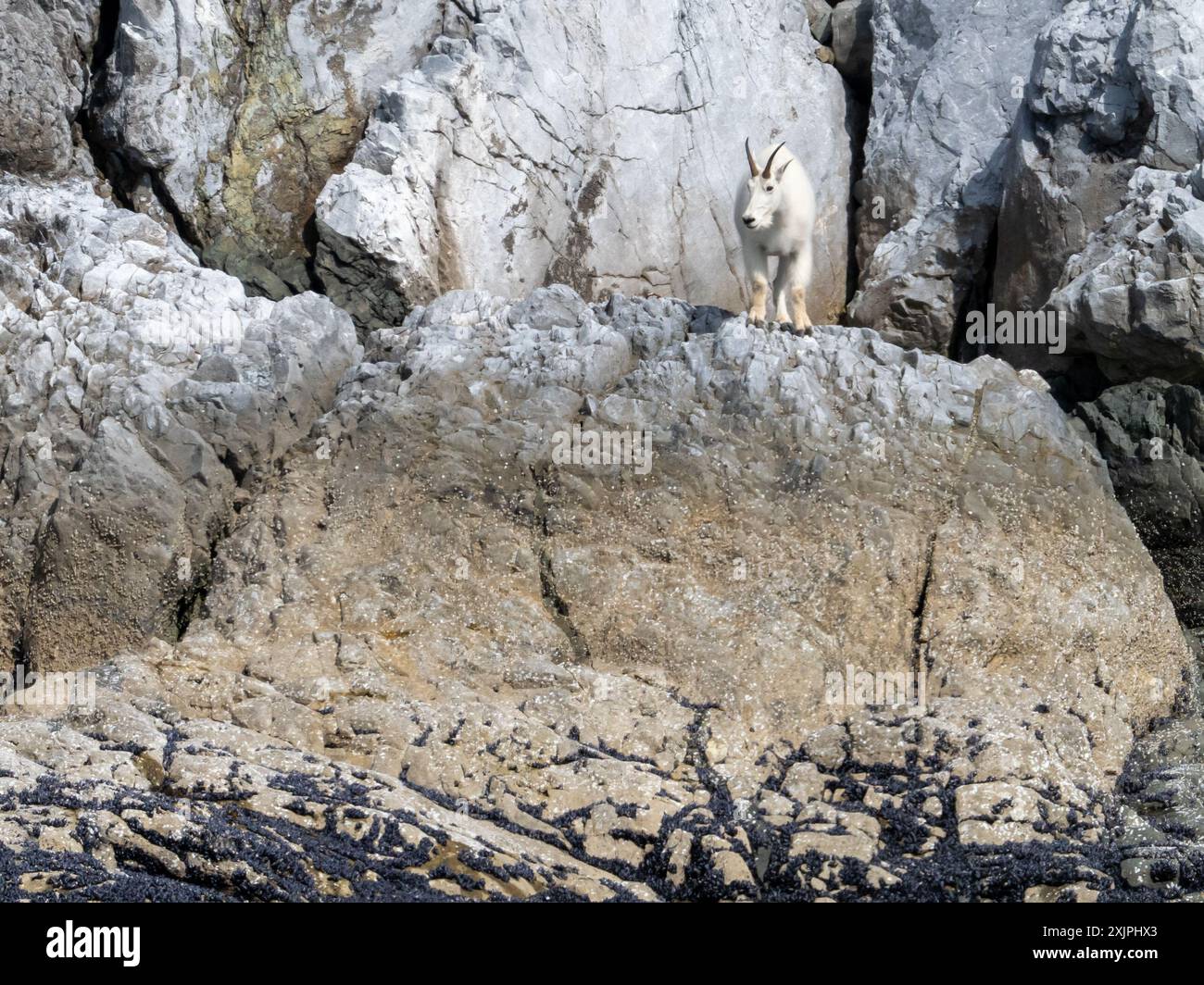 Bergziegen, Oreamnos americanus, auf Meereshöhe am düsteren Knob, Glacier Bay National Park, Alaska, USA Stockfoto