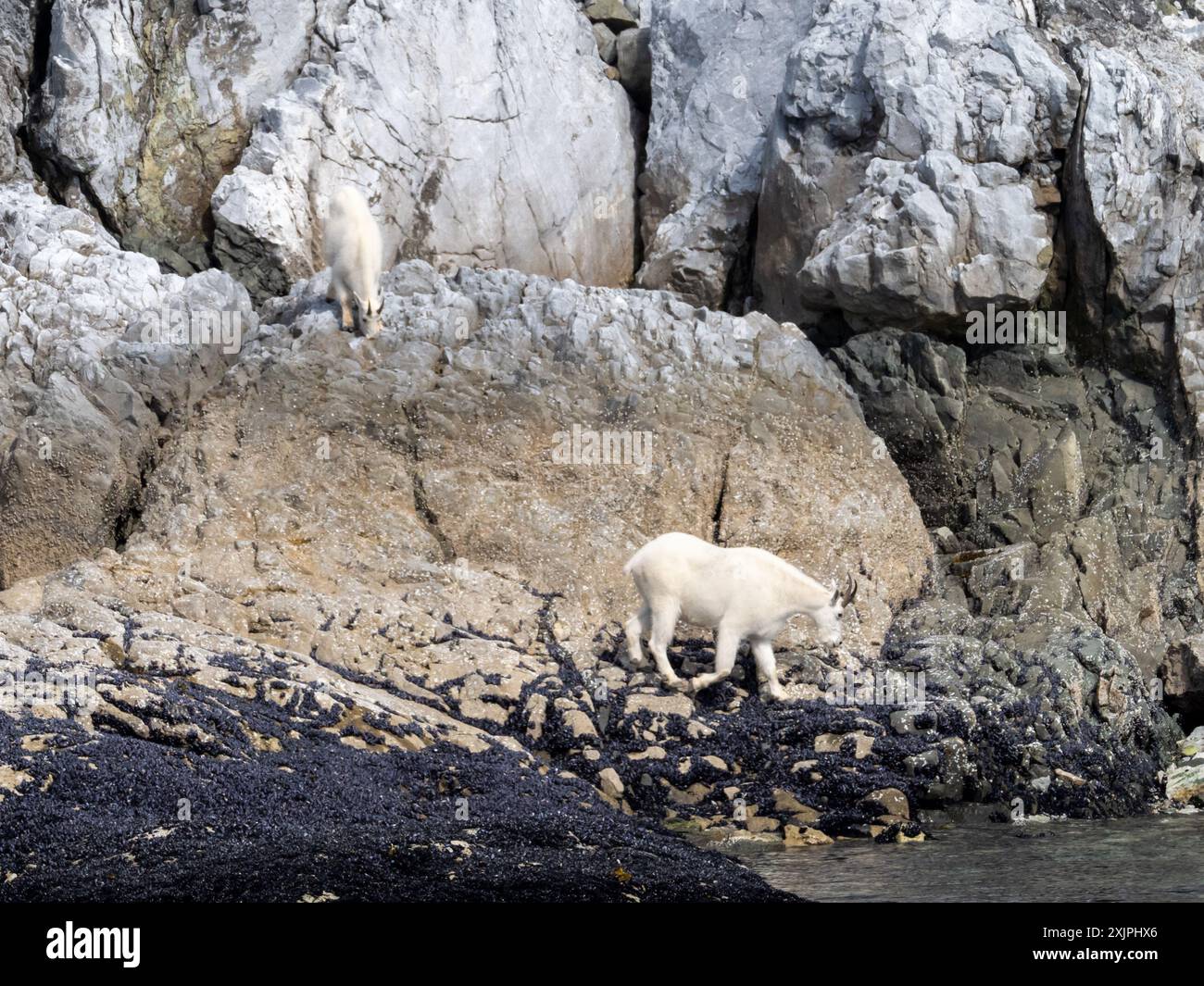 Bergziegen, Oreamnos americanus, auf Meereshöhe am düsteren Knob, Glacier Bay National Park, Alaska, USA Stockfoto