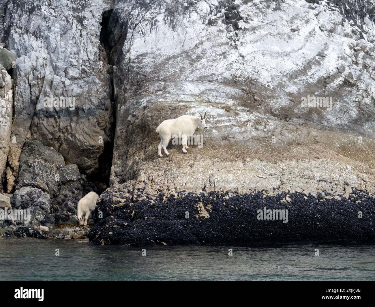 Bergziegen, Oreamnos americanus, auf Meereshöhe am düsteren Knob, Glacier Bay National Park, Alaska, USA Stockfoto