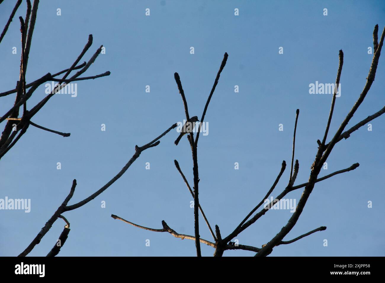 Die Silhouette eines kleinen Vogels auf einem kleinen Zweig eines Baumes, der nicht viele Blätter hat Stockfoto