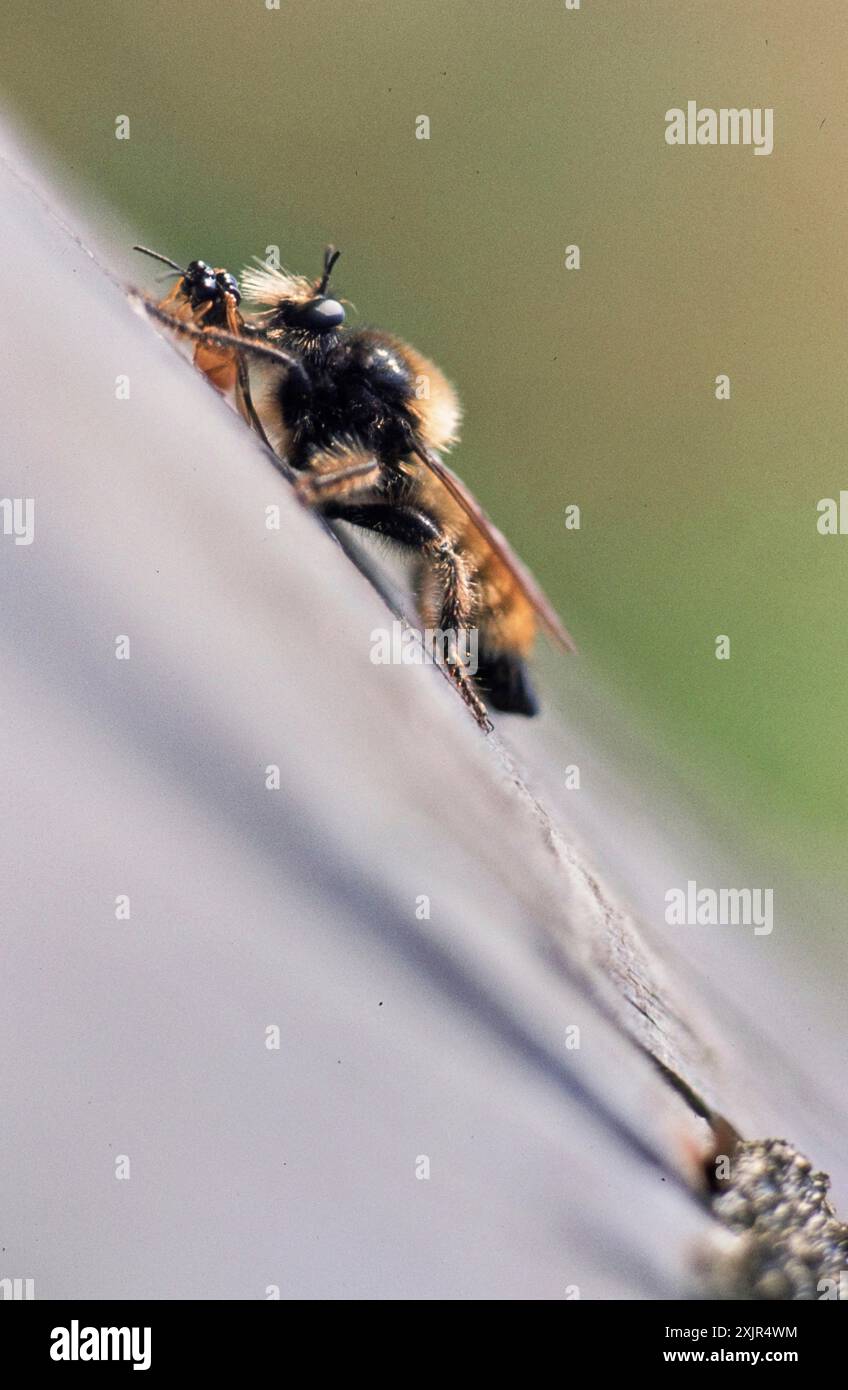 Große Raubfliege, gelbe Mörderfliege Stockfoto