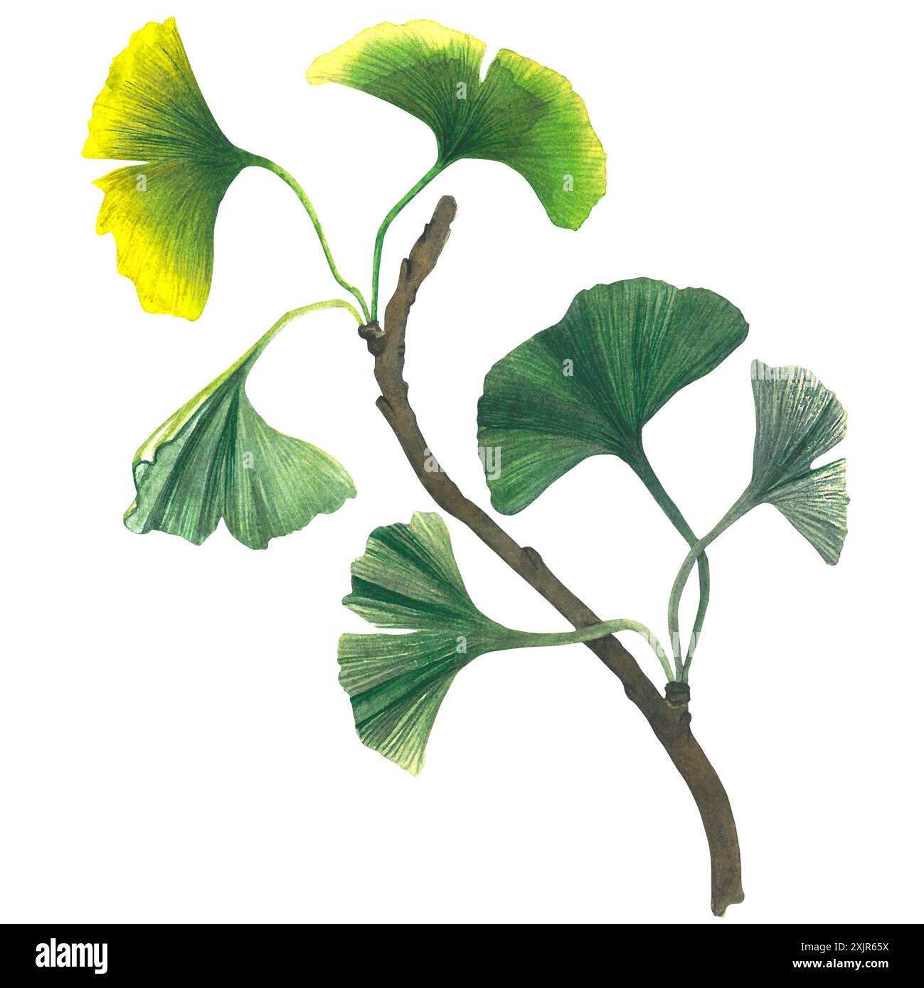 Aquarelldarstellung von Ginkgo biloba-Zweigen mit Blättern. Handgezeichnet, isoliert auf weißem Hintergrund Stockfoto