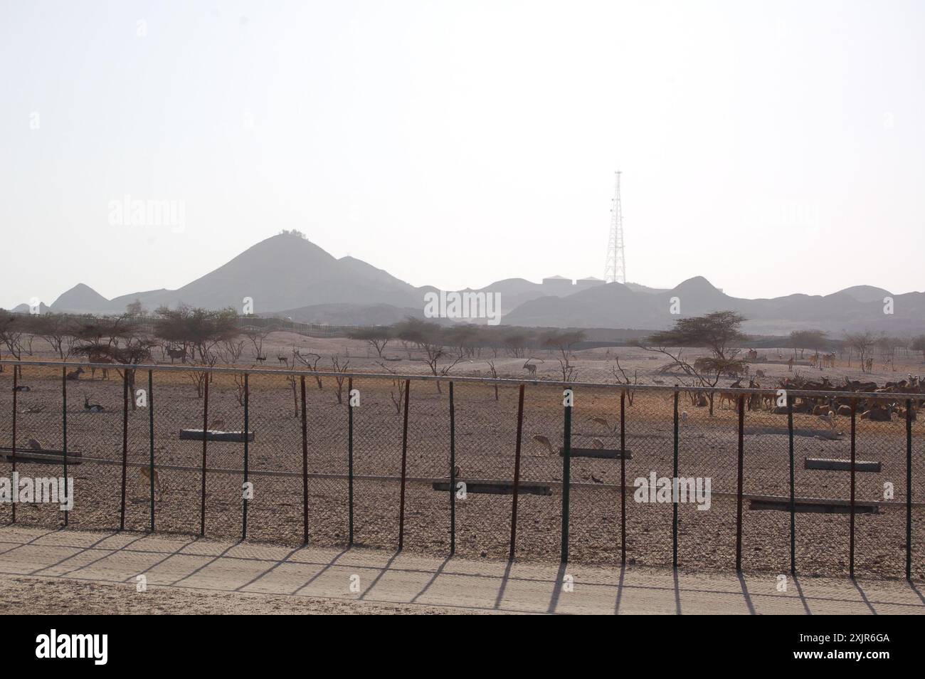 Dunst in der Wüste. Ein Eland- und Gazellengehege im Naturschutzgebiet auf der Insel Sir Bani Yas, Abu Dhabi, Vereinigte Arabische Emirate (März 2010). Stockfoto