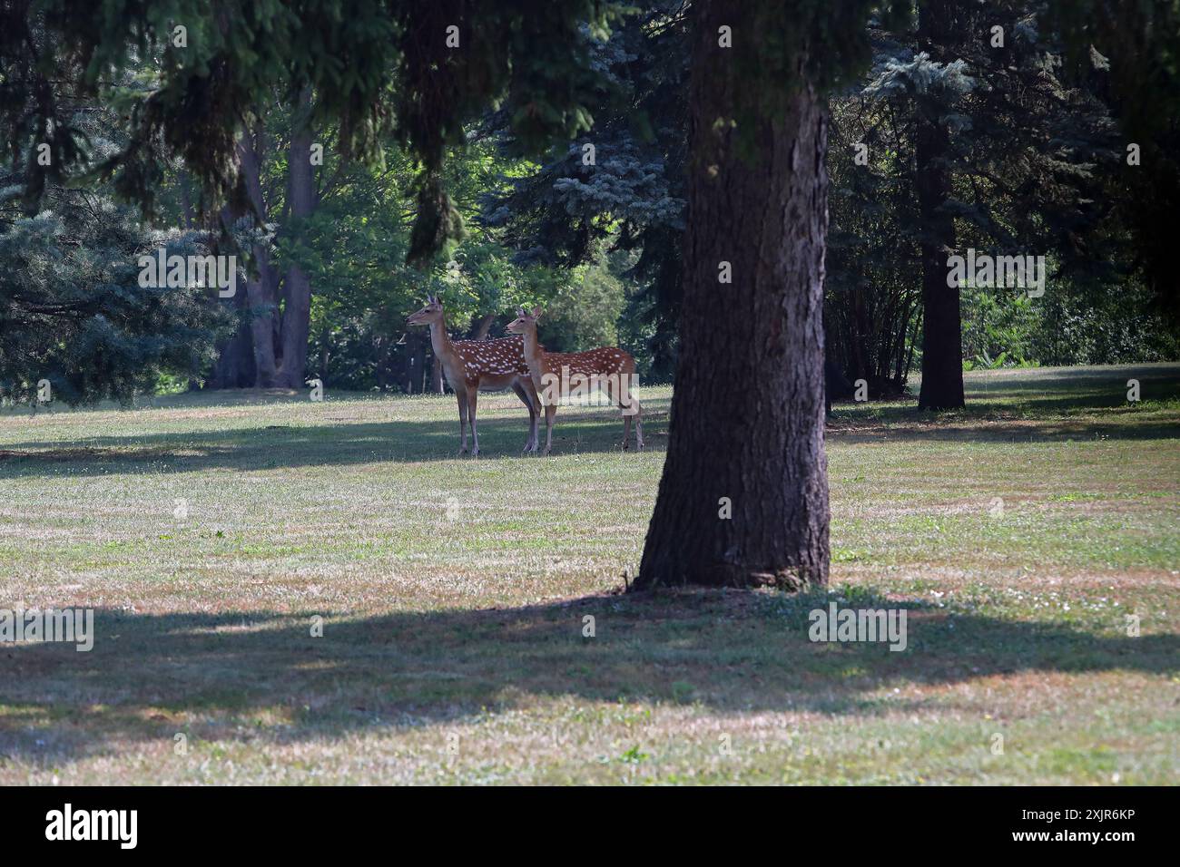 KIEW REGION, UKRAINE - 18. JULI 2024 - Rehe werden auf dem Gelände des Nationaldenkmalparks Meschhyhirien (ehemalige Residenz des ehemaligen Präsidenten der Ukraine Victor Janukowitsch), Dorf Novi Petriwitzi, Kiew, Nord-Zentral-Ukraine, gesehen Stockfoto