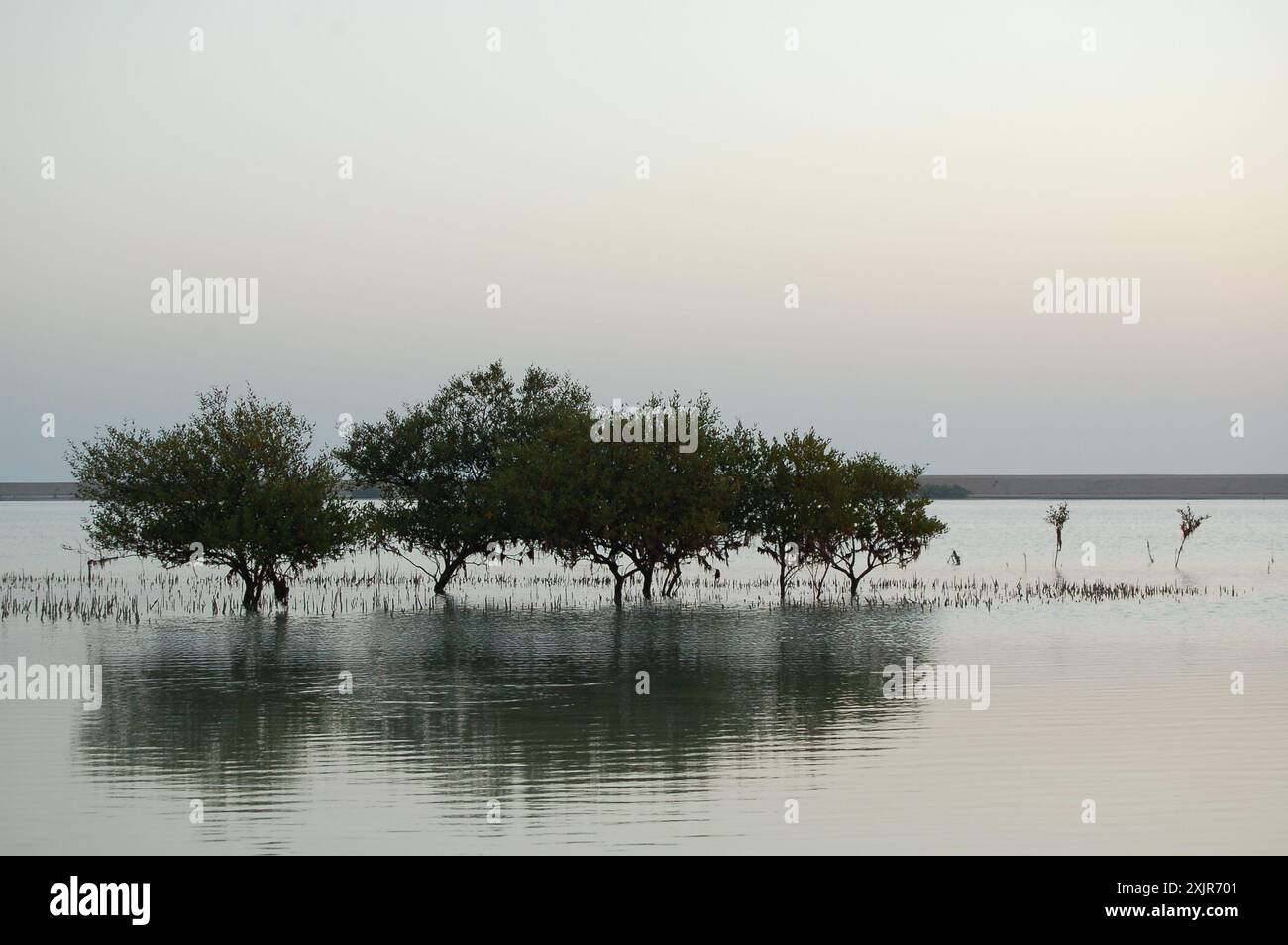 Mangroven und ihre Reflexionen in einer ruhigen Lagune nach dem Sonnenuntergang auf Sir Bani Yas Island, Abu Dhabi, Vereinigte Arabische Emirate (März 2010). Stockfoto