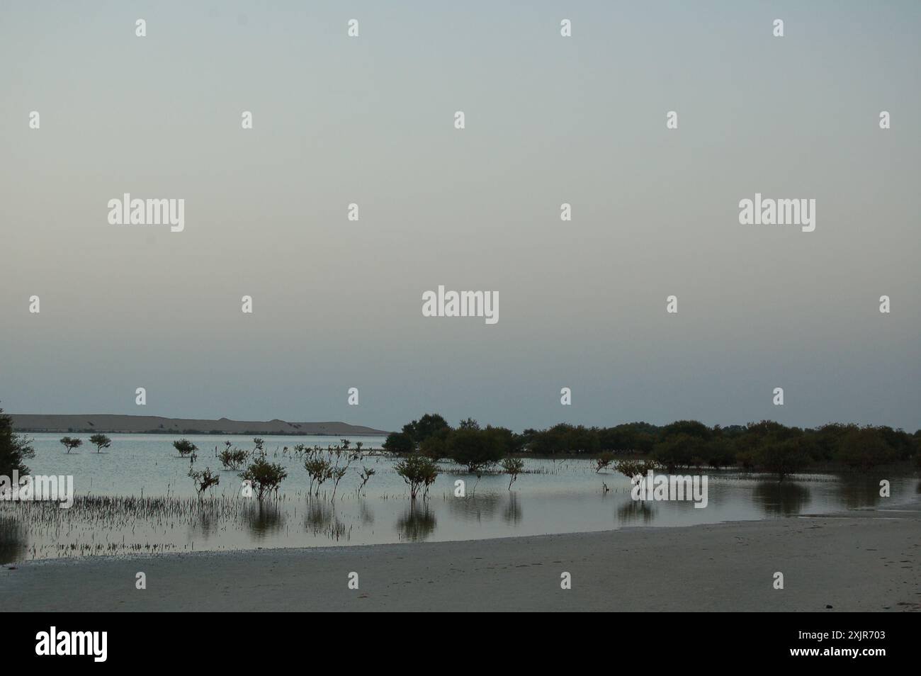 Mangroven und ihre Reflexionen in einer ruhigen Lagune nach dem Sonnenuntergang auf Sir Bani Yas Island, Abu Dhabi, Vereinigte Arabische Emirate (März 2010). Stockfoto