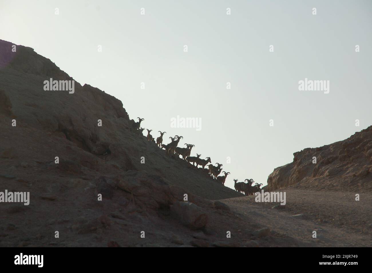 Eine Herde nicht einheimischer Berberschafe („Sandziegen“) im Arabian Wildlife Park auf Sir Bani Yas Island, Abu Dhabi, Vereinigte Arabische Emirate. Stockfoto