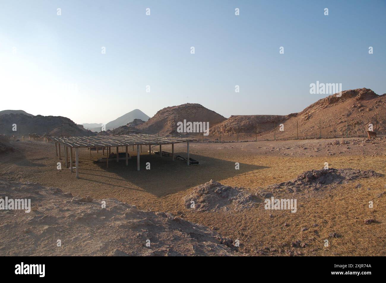 Bilder von einem Original-Nat Geo-Shooting im März 2010 des Arabian Wildlife Park & Landscapes von Sir Bani Yas Island, Abu Dhabi, Vereinigte Arabische Emirate. Stockfoto