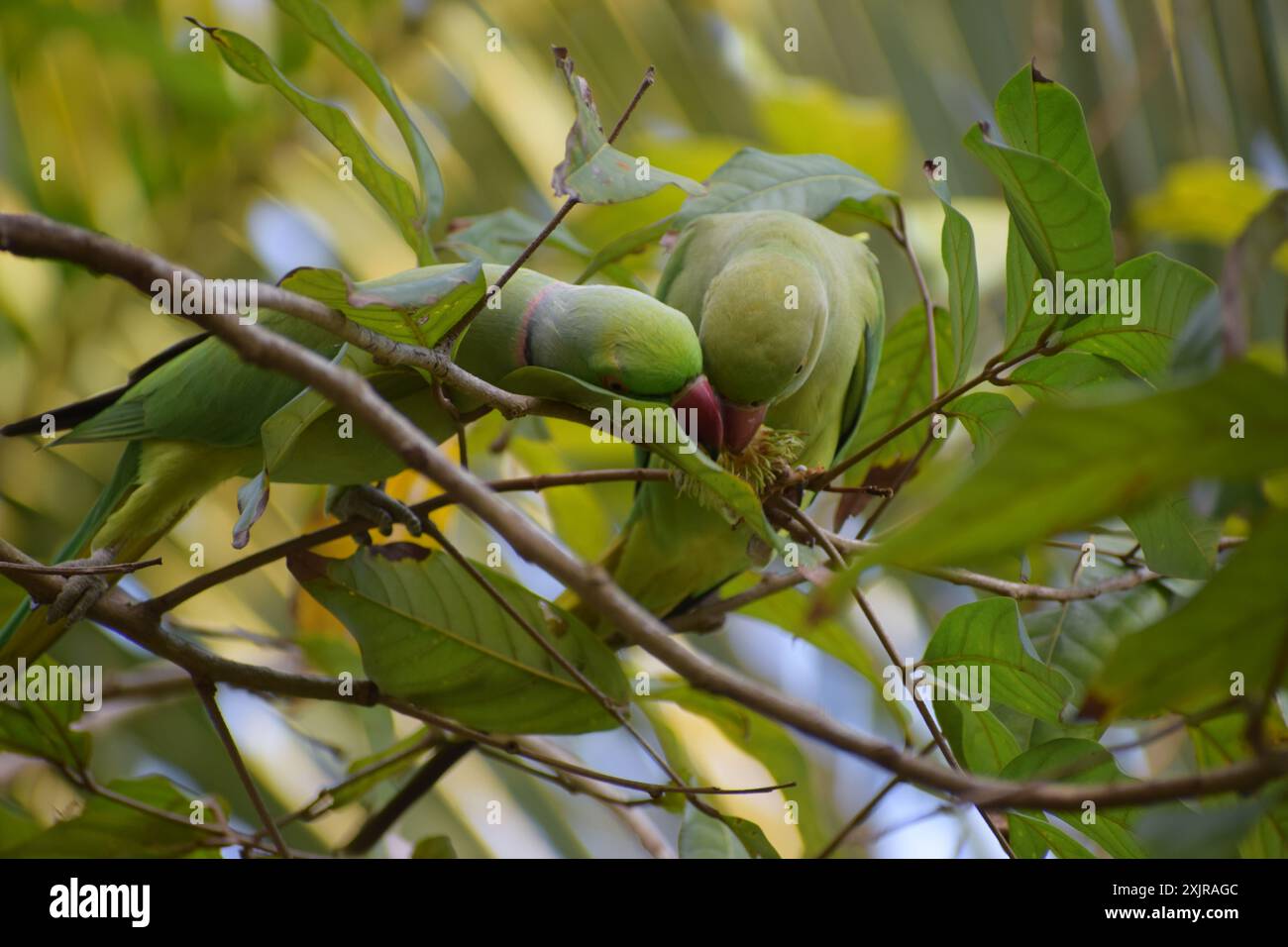 Grüner Papagei in grüner Natur Stockfoto