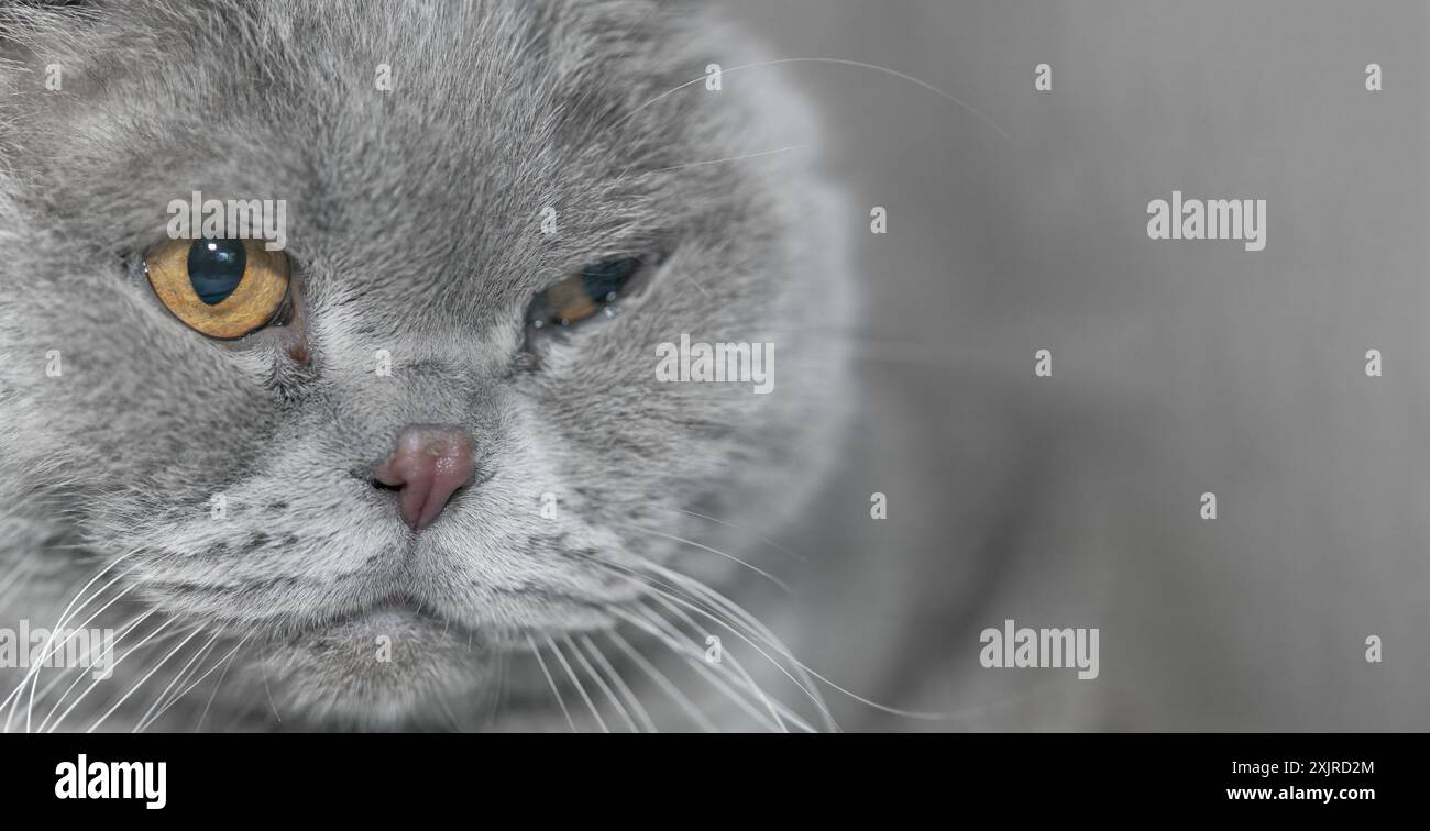 Der Maul einer nachdenklichen grauen Katze aus Nahaufnahme. Schottische Faltkatze. Die Katze blinzt mit einem Auge und schaut aufmerksam. Stockfoto