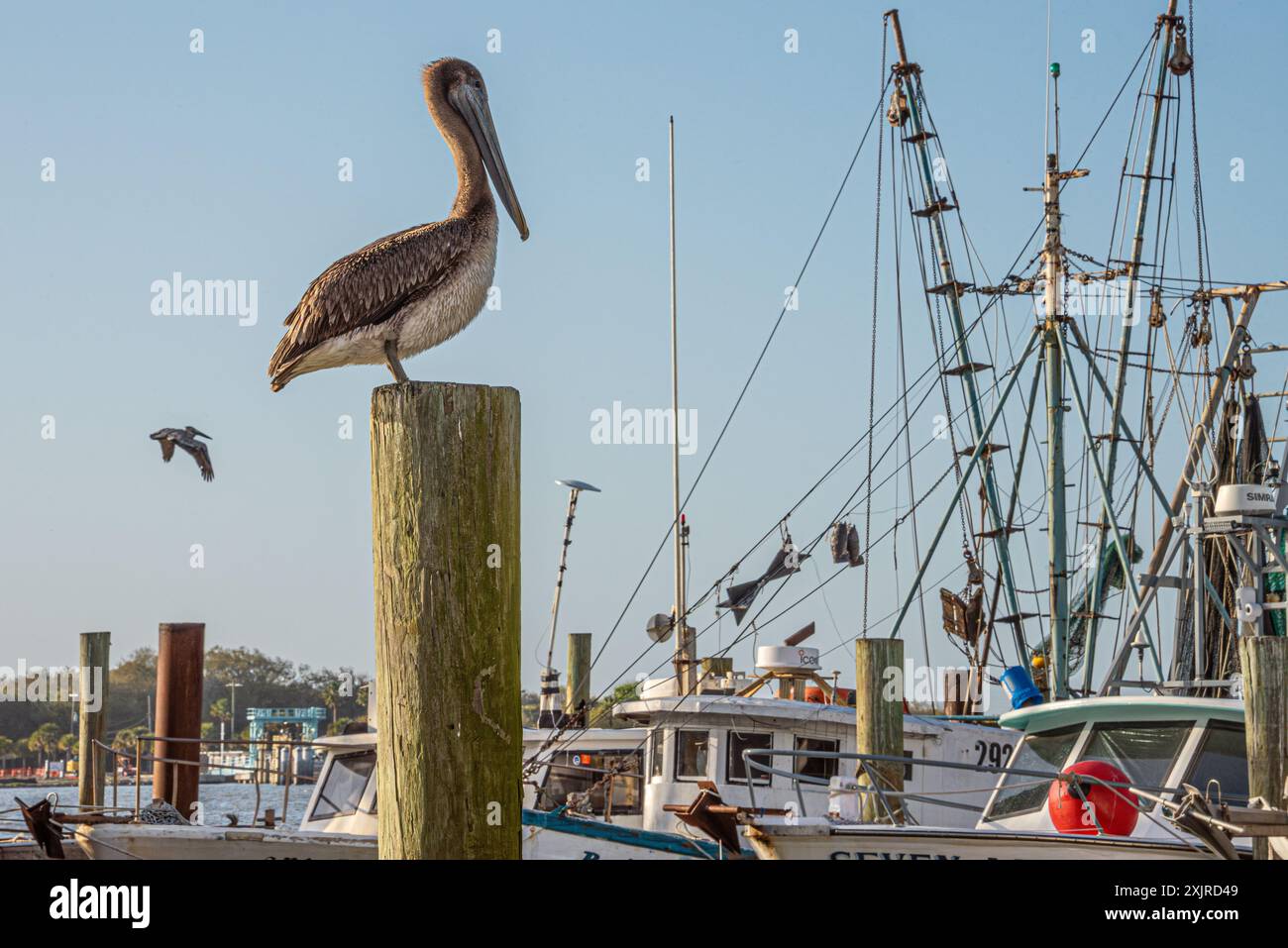 Braune Pelikane (Pelecanus occidentalis) und Garnelenboote entlang des St. Johns River in Mayport, Florida. (USA) Stockfoto
