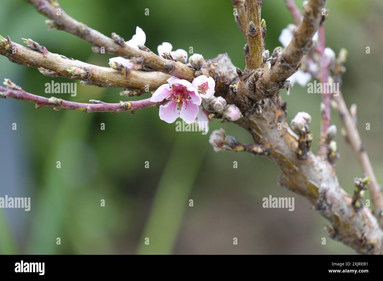 Rosafarbene Blüte auf dem jungen Pfirsichbaum „Diamond“ im Frühjahr in Südengland Stockfoto
