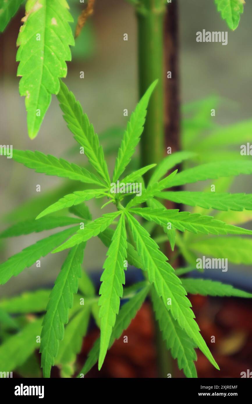 Marihuana pflanze wird angebaut -Fotos und -Bildmaterial in hoher Auflsung   Alamy