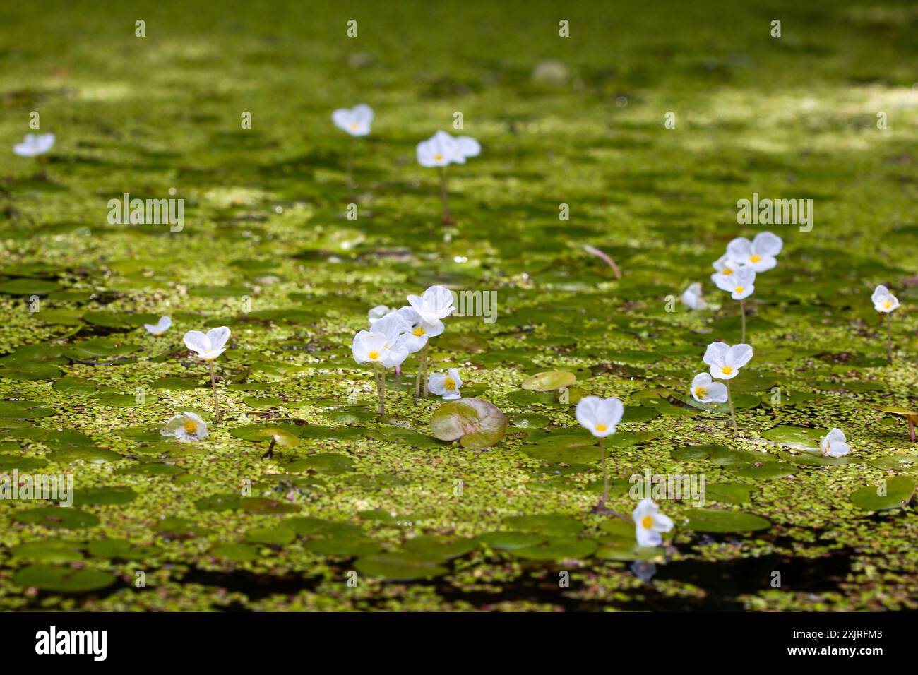 Die blühende Vegetation des Europäischen Froschbisses (Hydrocharis morsus-ranae) auf der Teichoberfläche Stockfoto