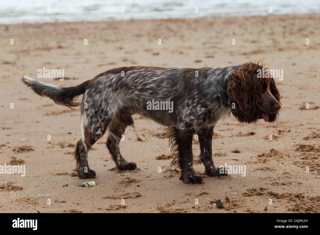 Ein roan Cocker Spaniel an einem Sandstrand an einem schönen Sommertag in Schottland Stockfoto