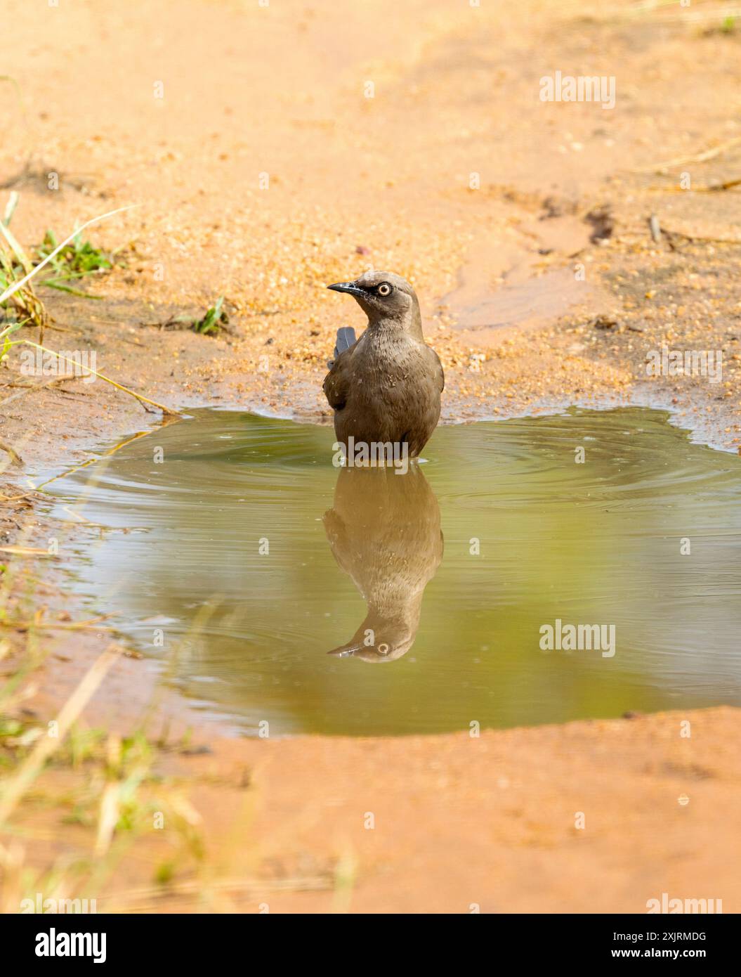 Der Ashy Starling ist ein Endemit in Ostafrika, das in den Savannen Zentral-Tansanias vorkommt. Sie sind ein lauter Bewohner, der ein kooperativer Züchter ist. Stockfoto