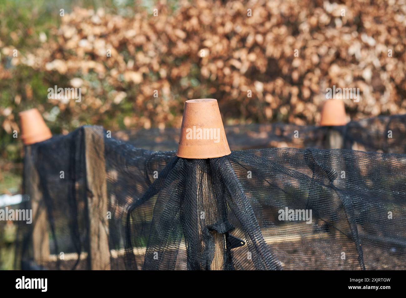 Terrakotta-Pflanztöpfe, die Gartennetze über einem Hochbeet in einem Obst- und Gemüsegarten, Großbritannien, sichern. Stockfoto