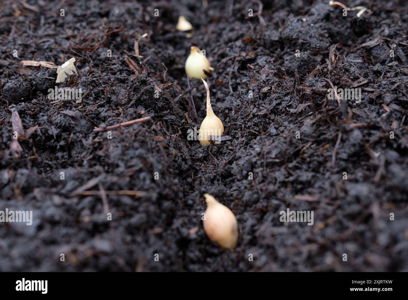 Neu gepflanzte Zwiebelsätze in reichhaltigem kompostiertem Hofdünger in einem Hochbeet in einem Obst- und Gemüsegarten, Großbritannien. Stockfoto