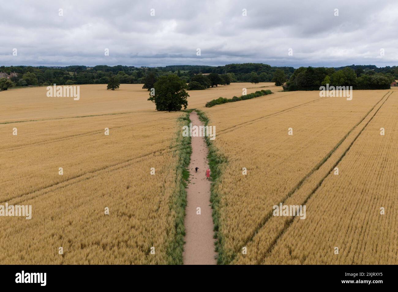 Eine Frau geht mit ihrem Hund durch Weizenfelder in Old Milverton, Warwickshire. Bilddatum: Samstag, 20. Juli 2024. Stockfoto