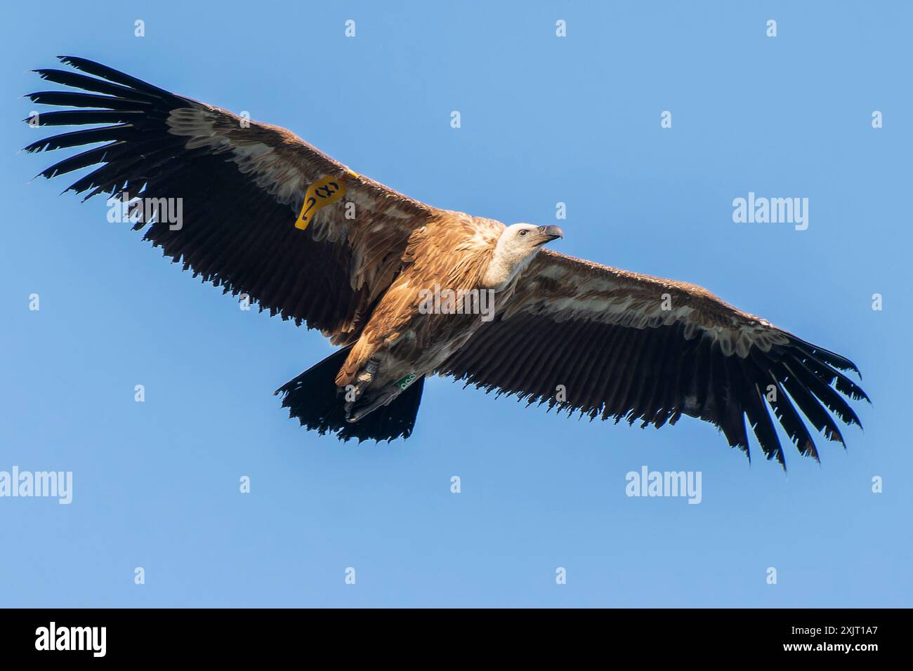 Gänsegeier. Großer Bergrapper, der die Berge von toten, verfallenen Tieren reinigt. Stockfoto