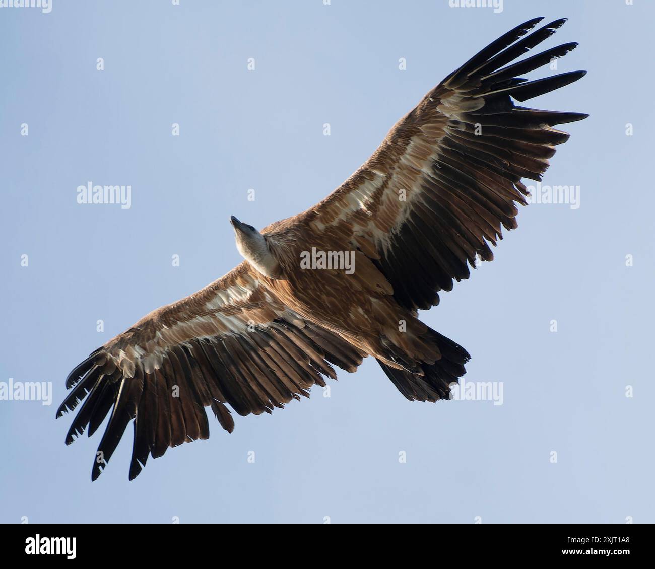 Gänsegeier. Großer Bergrapper, der die Berge von toten, verfallenen Tieren reinigt. Stockfoto