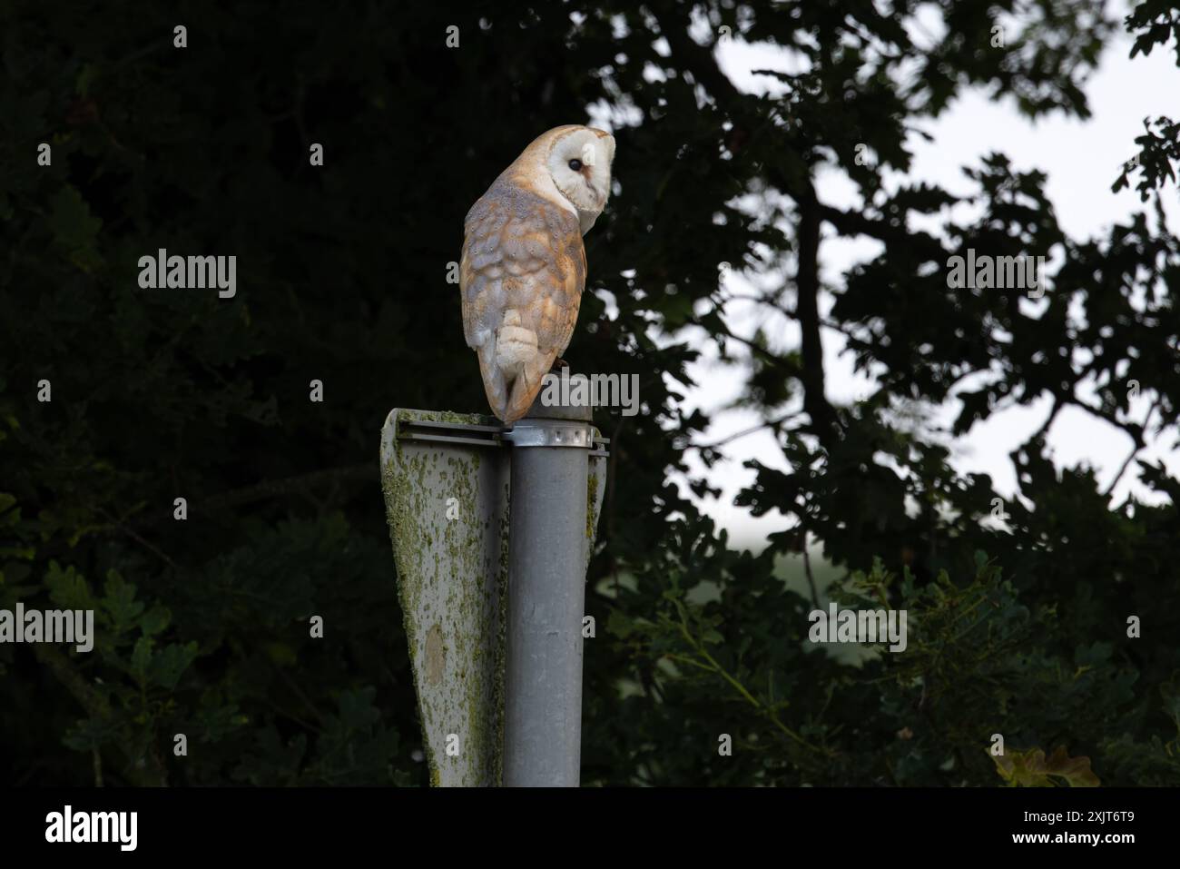 Barn Owl (Tyto alba) Norfolk Mai 2024 Stockfoto