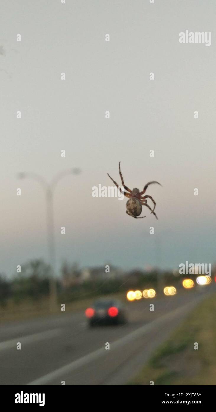 Orbweaver (Larinioides patagiatus) Arachnida Stockfoto