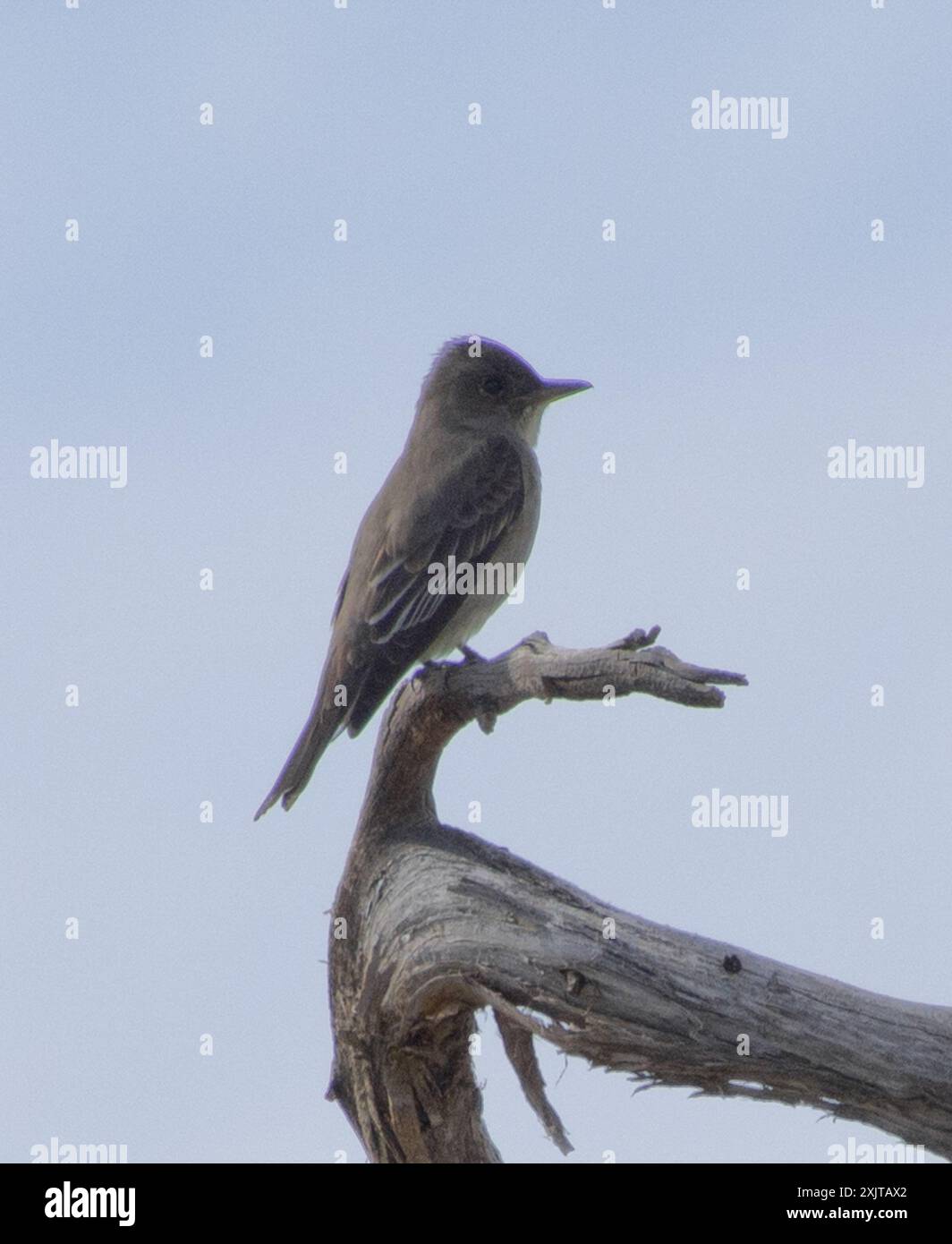 Olivenfänger (Contopus cooperi) Aves Stockfoto