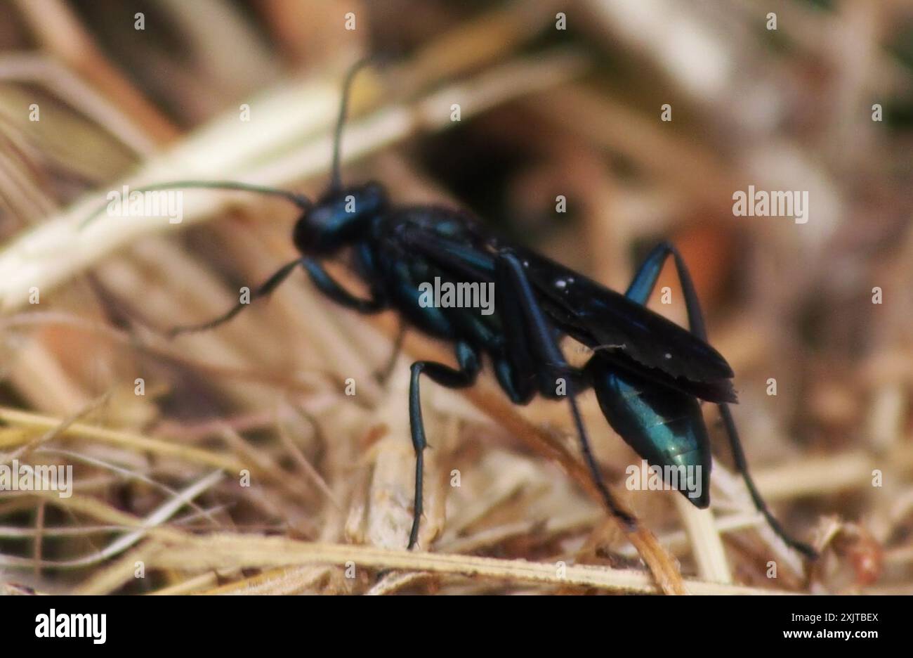 Nearctic Blue Schlamm-Dauber Wasp (Chalybion californicum) Insecta Stockfoto