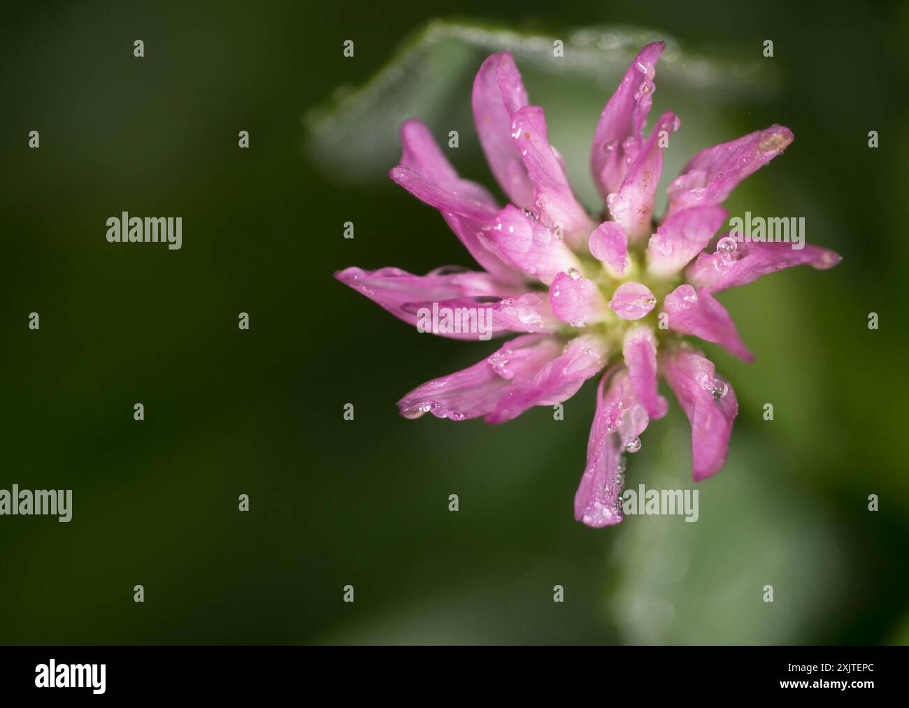 Umkehrklee (Trifolium resupinatum) Plantae Stockfoto