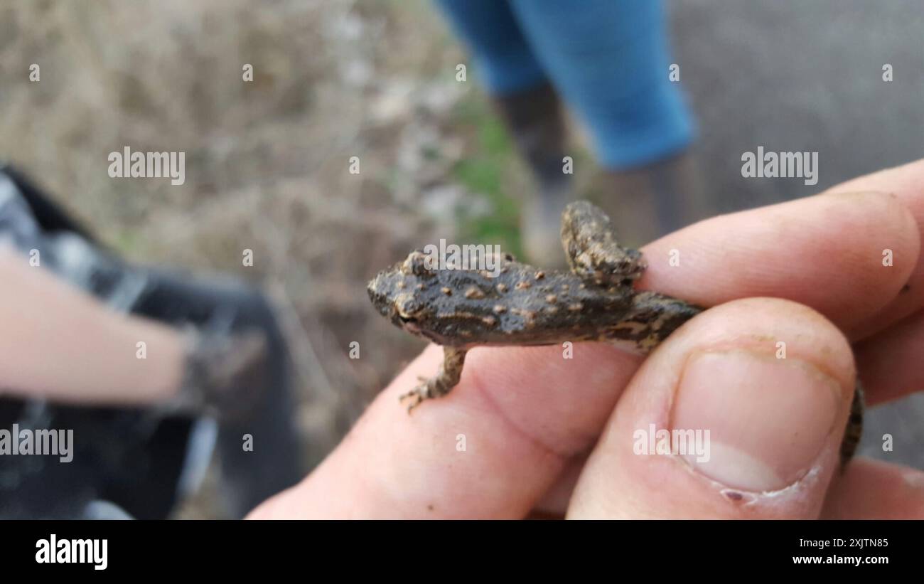 Blanchard's Cricket Frog (Acris blanchardi) Amphibia Stockfoto