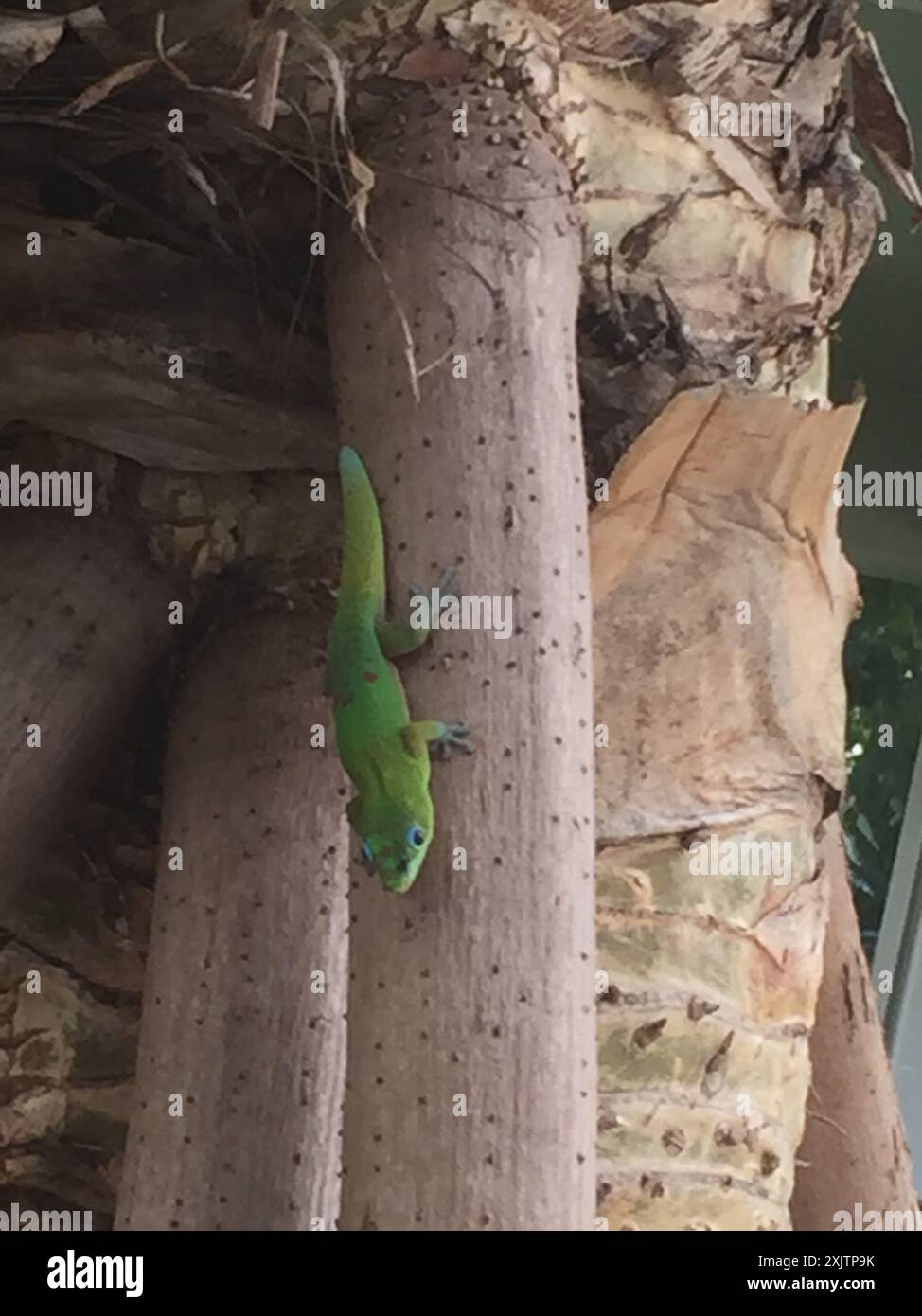 Gold Dust Day Gecko (Phelsuma laticauda) Reptilia Stockfoto