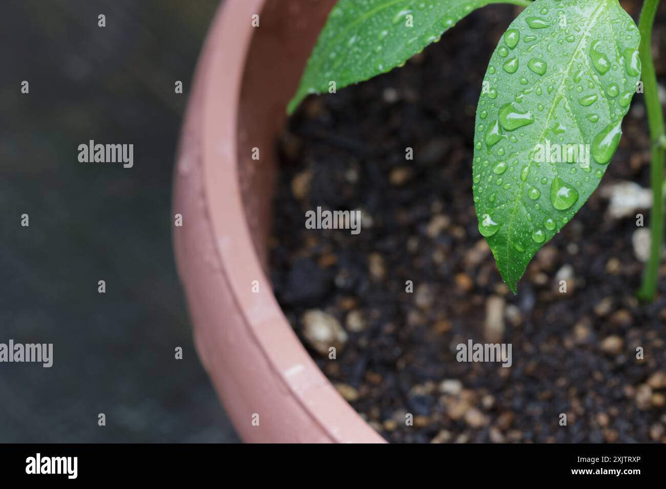 Nasse Chilipflanzen grüne Blätter in Gartentopf Stockfoto