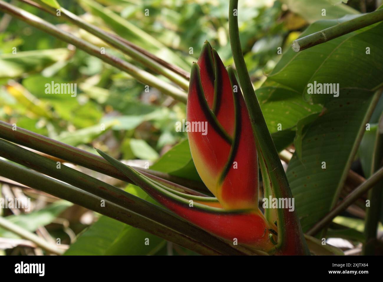 Rotes weihnachtsfest (Heliconia wagneriana) Plantae Stockfoto