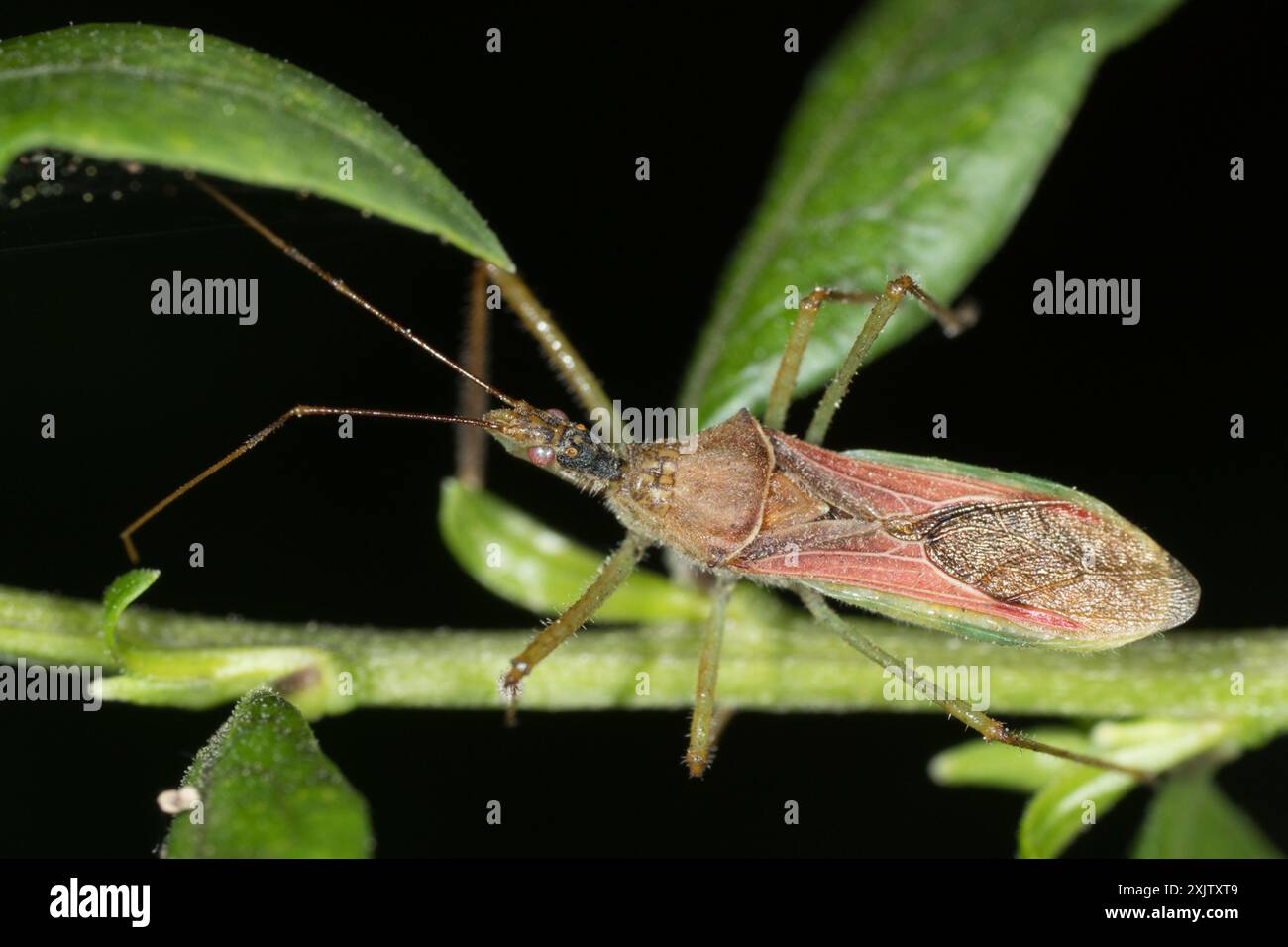 Leafhopper Assassin Bug (Zelus renardii) Insecta Stockfoto